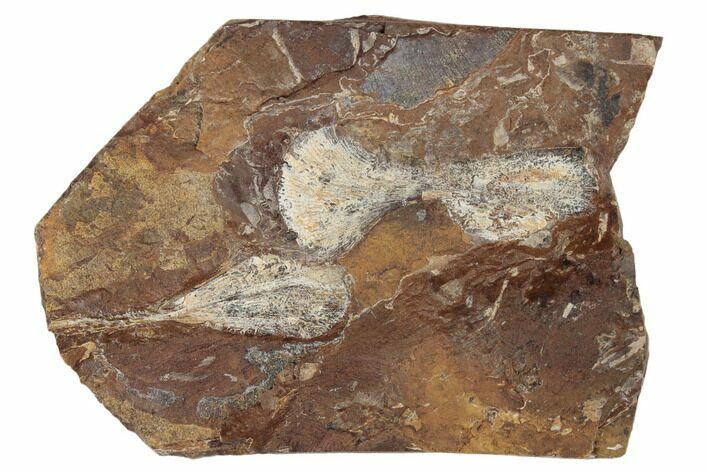 Two Fossil Ginkgo Leaves From North Dakota - Paleocene #189045